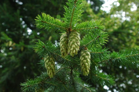 Tannenzapfen Fichte Zapfen Natur pur Tannenzapfen